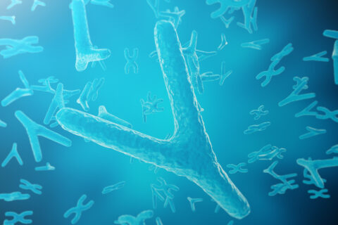 Typage du chromosome Y