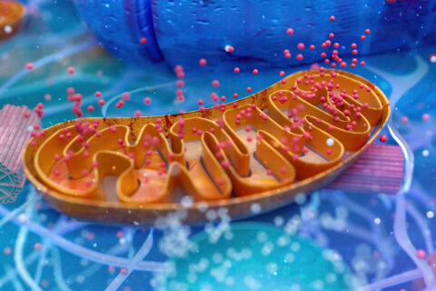 Typage de l’ADN mitochondrial